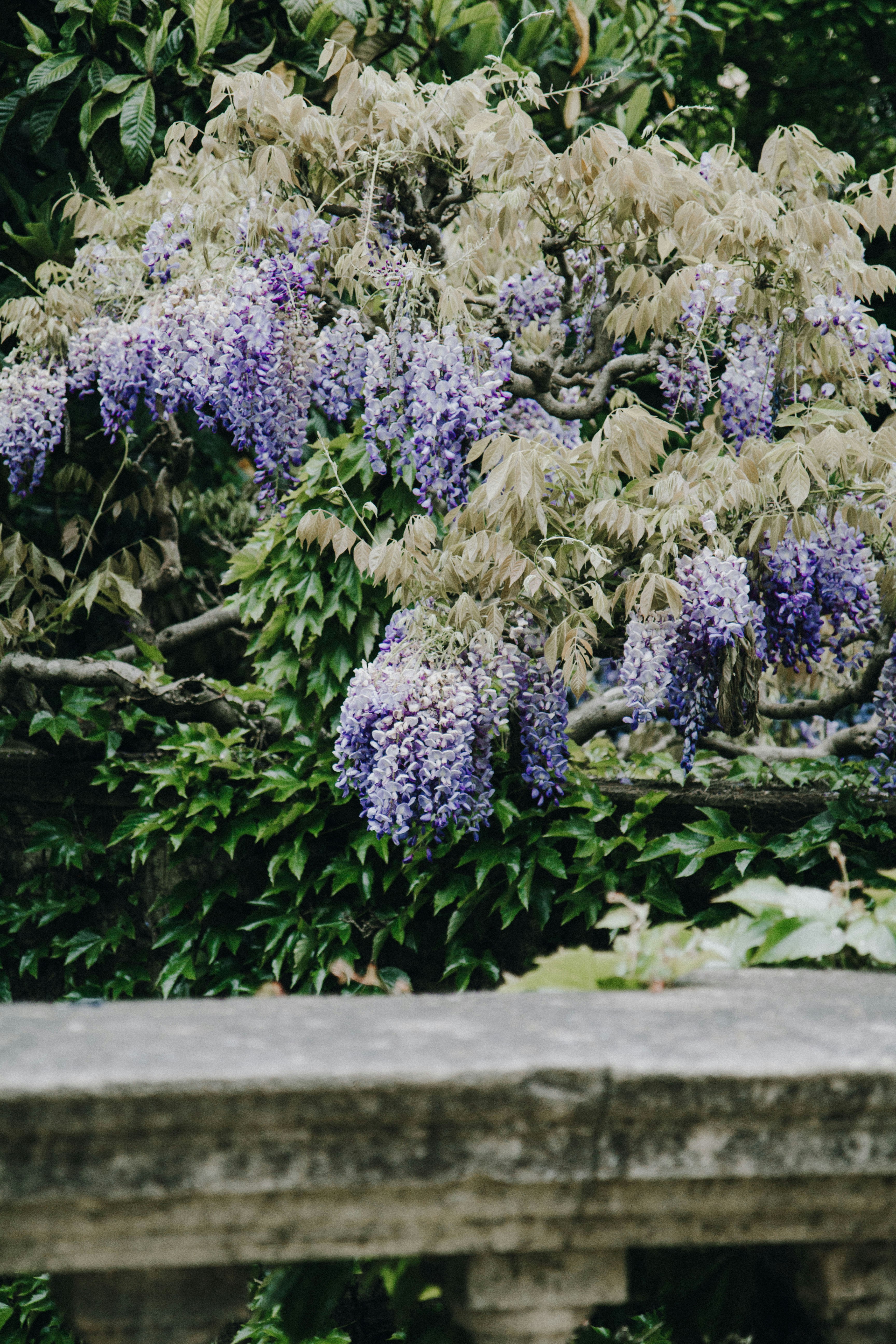 photo of white and purple flowers